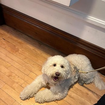 Wanderlust Creamery - @athythelabradoodle so cute! - Ice Cream & Frozen Yogurt Near Me - Pasadena, California Wanderlust Creamery - @athythelabradoodle so cute! - Ice Cream & Frozen Yogurt Near Me - Pasadena, California