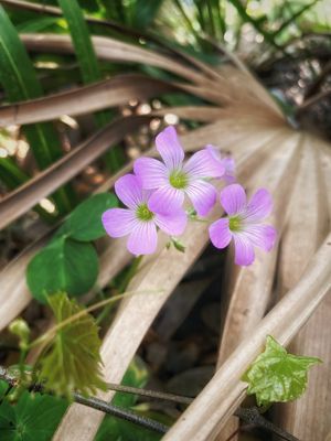Boca Ciega Millennium Park by null