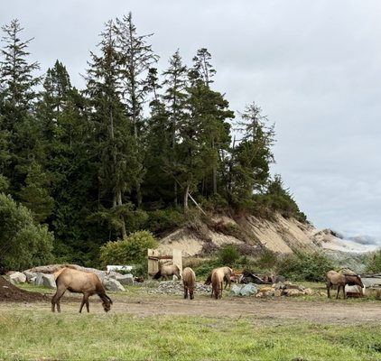Nehalem Bay State Park by null