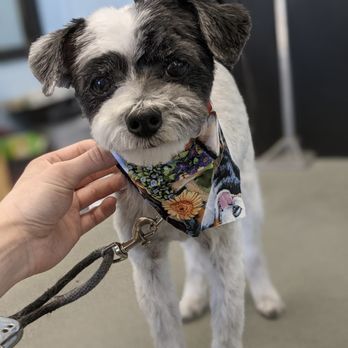 Seaside Paw Spa - Pet Groomers Near Me - Sarasota, Florida Seaside Paw Spa - Pet Groomers Near Me - Sarasota, Florida