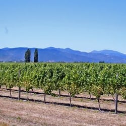 Lernen Sie schmecken! Die besonderen Weinabende. - Weingarten in Marlborough auf der neuseeländischen Südinsel