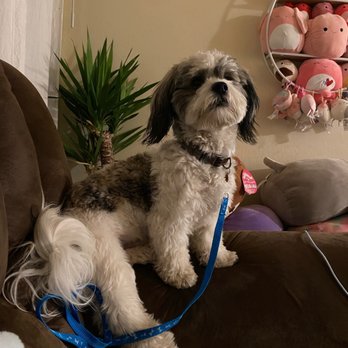 Pampered Paws - Pet Groomers Near Me - Carmichael, California Pampered Paws - Pet Groomers Near Me - Carmichael, California