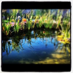 Khen's Isan Garden