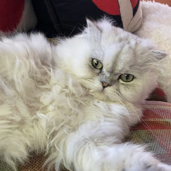 Happy Tails Wellness Center - Veterinarians Near Me - Queens, New York