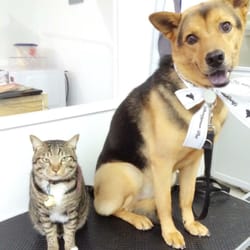 Designer Pet - They have a few meow staffs and 1 large dog staff (I didn't take photos for him) all animal staffs are friendly to all visitors