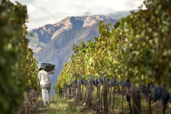 Piattelli Vineyards by null