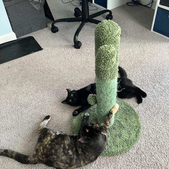 Tailored Tail Sitters - Foster kittens available for adoption through Snow Camp Sanctuary - Pet Sitting Near Me