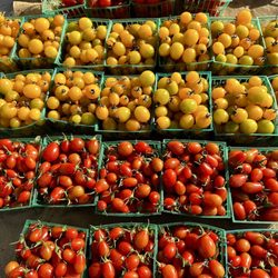 Carpinteria Farmers Market - Feckler Organic Farms