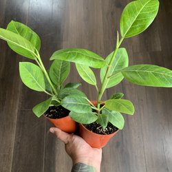 Isa's Plants - Ficus Altissima