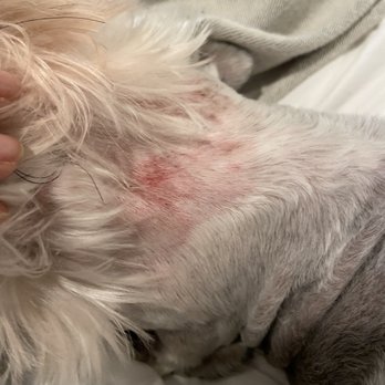 Chic Tails Pet Boutique and Spa - Day 1 - Pet Groomers Near Me - Houston, Texas