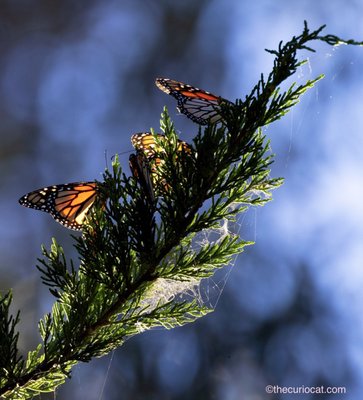Monarch Butterfly Grove by null