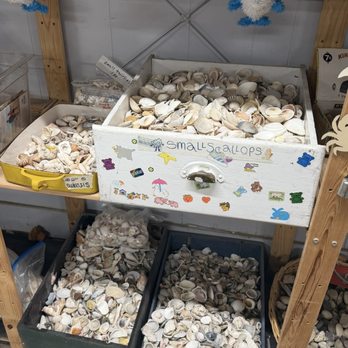 Texas Art Asylum - Seashell Selection - Antiques Near Me - Houston, Texas Texas Art Asylum - Seashell Selection - Antiques Near Me - Houston, Texas