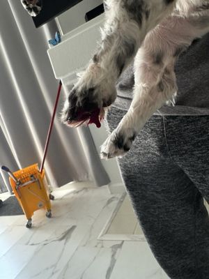 All Dogs Go to Bev Las Vegas NV 89121 US MapQuest