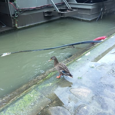 Square du Vert-Galant by null