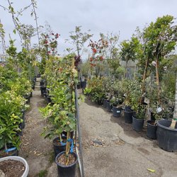 Bokay Nursery