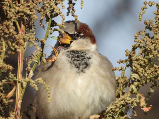 Montrose Point Bird Sanctuary by null