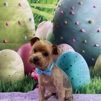 Pet Haven Salon - Yorkie - Pet Groomers Near Me - Kapolei, Hawaii Pet Haven Salon - Yorkie - Pet Groomers Near Me - Kapolei, Hawaii