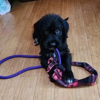 MAR - Mercer Animal Rescue - My sweet furbaby makes me smile! - Pet Adoption Near Me MAR - Mercer Animal Rescue - My sweet furbaby makes me smile! - Pet Adoption Near Me