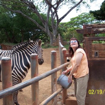 Honolulu Zoo - Feeding the Zebras!! - Zoos Near Me - Honolulu, Hawaii