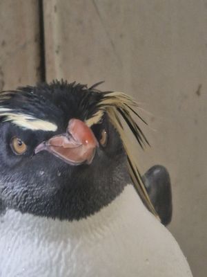 Schönbrunn Zoo by null