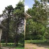 Csorba Tree Experts gift card