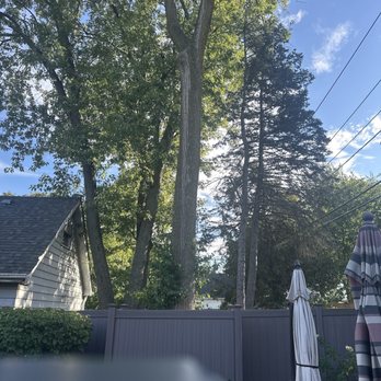 Neighbor Tree Service - Elm tree - Tree Services Near Me - Palatine, Illinois