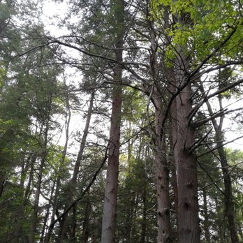 Cathedral State Park - Parks Near Me - Aurora, West Virginia