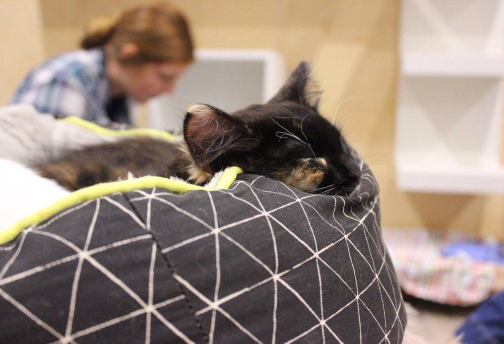 THE CAT CAFE PURRTH Updated September 2024 34 Photos 147 Rokeby