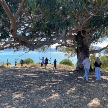 Hippie Tree - Hiking Near Me - Tiburon, California
