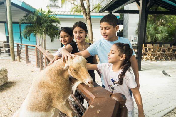 Jungle Island by null