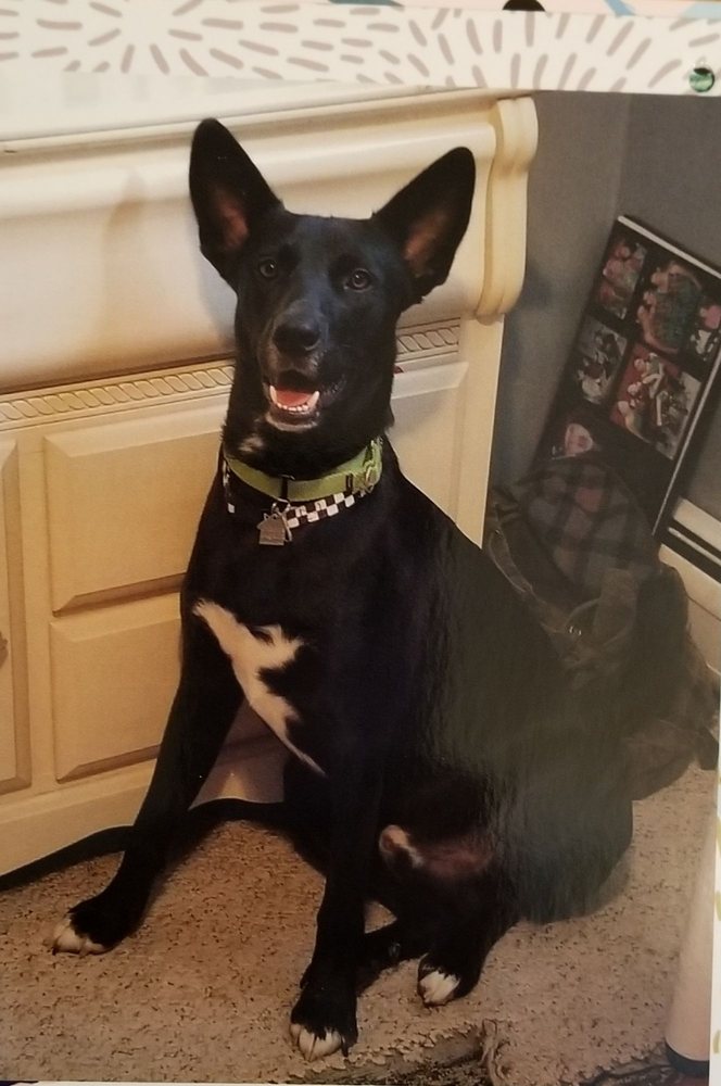 TENAFLY VETERINARY CENTER 24 Photos & 30 Reviews 38 Piermont Rd