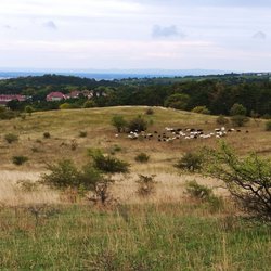 Perchtoldsdorfer Heide