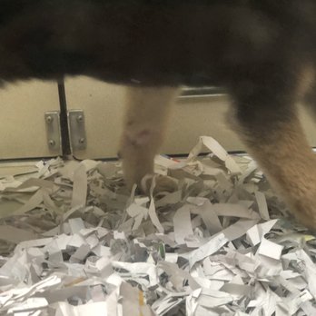 bark avenue - Another pic of the infection. - Pet Adoption Near Me - Escondido, California bark avenue - Another pic of the infection. - Pet Adoption Near Me - Escondido, California