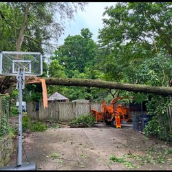 H&A tree and landscaping - Big tree fail over and removing