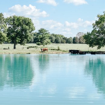 Steel Magnolia Barn - Pond with cows in the background - Venues & Event Spaces Near Me - Murfreesboro, Tennessee Steel Magnolia Barn - Pond with cows in the background - Venues & Event Spaces Near Me - Murfreesboro, Tennessee