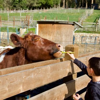 Tilden Regional Park Little Farm - 🐄Tilden Regional Park Little Farm🐏 - Parks Near Me - Berkeley, California Tilden Regional Park Little Farm - 🐄Tilden Regional Park Little Farm🐏 - Parks Near Me - Berkeley, California