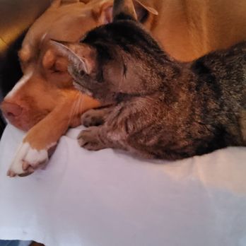 Peaceful Pets: In-home Euthanasia Service - Pet Hospice Near Me Peaceful Pets: In-home Euthanasia Service - Pet Hospice Near Me
