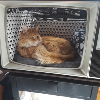 Sip & Purr Cat Cafe - Cat T.V. - Pet Adoption Near Me - Milwaukee, Wisconsin