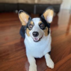 R&B Mobile Pet Grooming Giftly Email, Text or Print, Roseville, CA