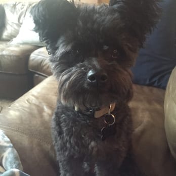 Little Critters - Pet Training Near Me - Worcester, Massachusetts