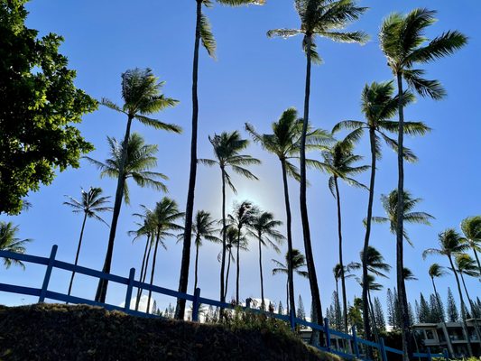 Kapalua Bay Beach by null