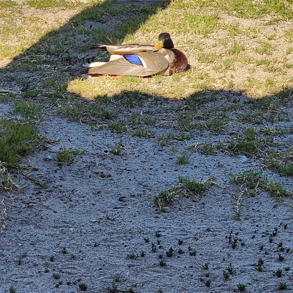 HAPPY HOME ANIMAL SANCTUARY Updated October 2024 18 Reviews