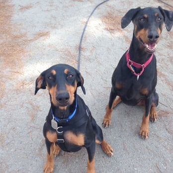 Canine Centric - Pet Training Near Me