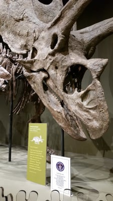 Sam Noble Oklahoma Museum of Natural History by null