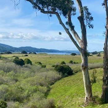 The Black Heron Inn - View from the Grandview Suite at The Black Heron Inn in Pt. Reyes Station, CA. - Guest Houses Near Me - Point Reyes Station, California