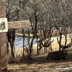 St Francis of Assisi Catholic Church - Deer on the JPII Prayer Path