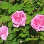 Photo of 50. Yıl Parkı