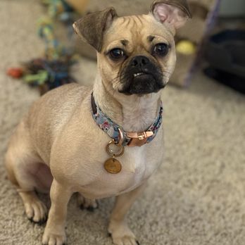 Top Dawg Innovative Dog Training - Nova - Pet Training Near Me - Moreno Valley, California Top Dawg Innovative Dog Training - Nova - Pet Training Near Me - Moreno Valley, California