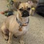 Photo of Top Dawg Innovative Dog Training