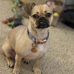 Top Dawg Innovative Dog Training - Nova
